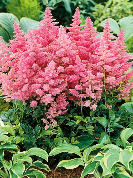 Астильба китайская (Astilbe chinensis) “Country and Western”-0