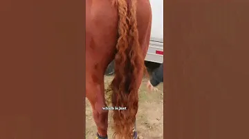 World's Best Barrel Horse Race Vlog -Training Miss Girl  #equestrian #barrelracing #horses