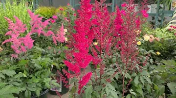 Astilbe 'Fanal' (False Spirea) - Classic, Hardy, Easy to Grow, Bright Red Flowering Perennial